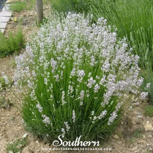 Lavender, Pink (Lavandula angustifolia rosea) - 20 Seeds