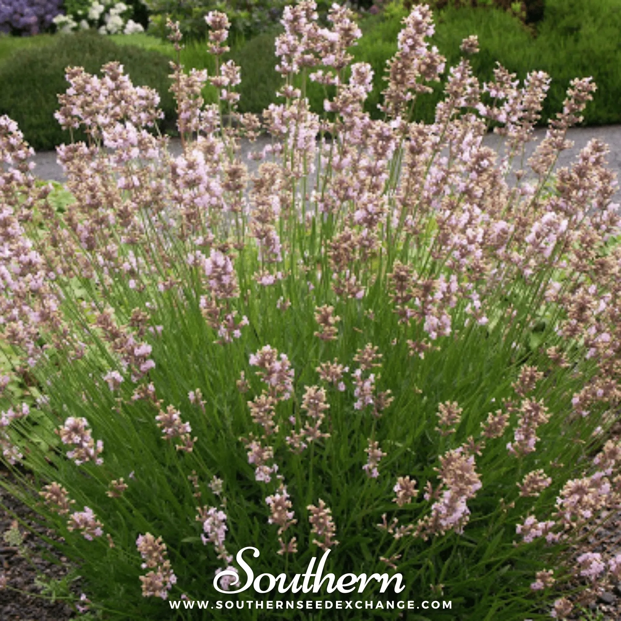 Lavender, Pink (Lavandula angustifolia rosea) - 20 Seeds