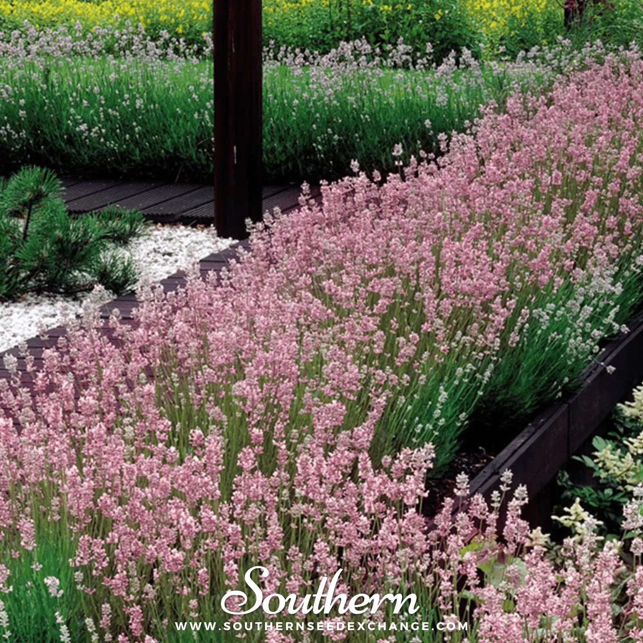 Lavender, Pink (Lavandula angustifolia rosea) - 20 Seeds