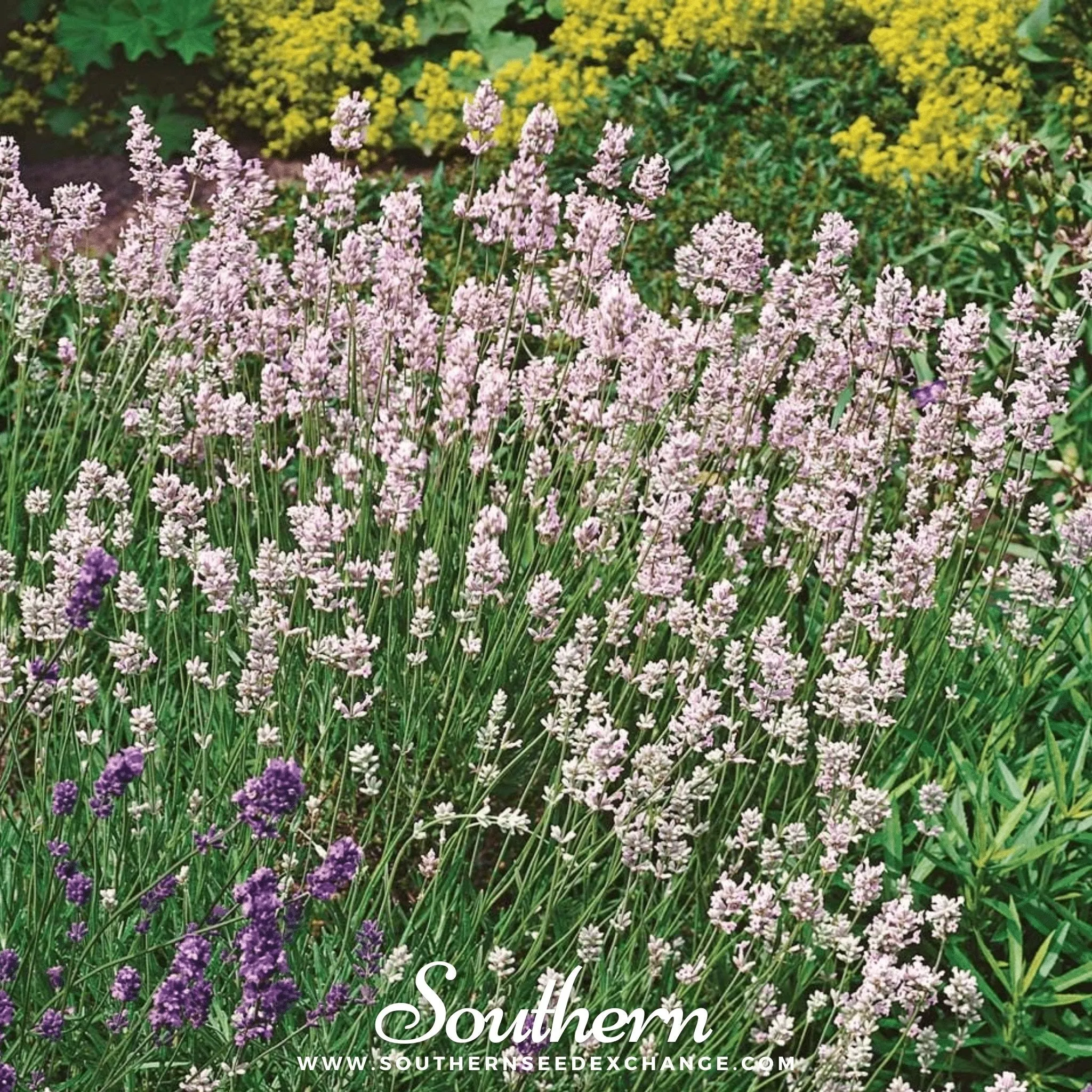 Lavender, Pink (Lavandula angustifolia rosea) - 20 Seeds